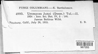 Uromyces junci image